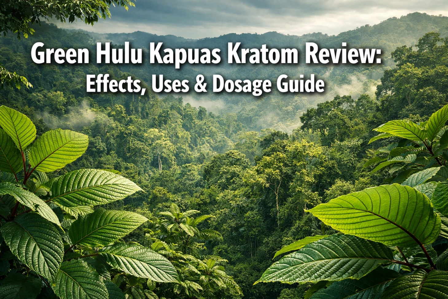 Green Hulu Kapuas Kratom Review Effects, Uses & Dosage Guide