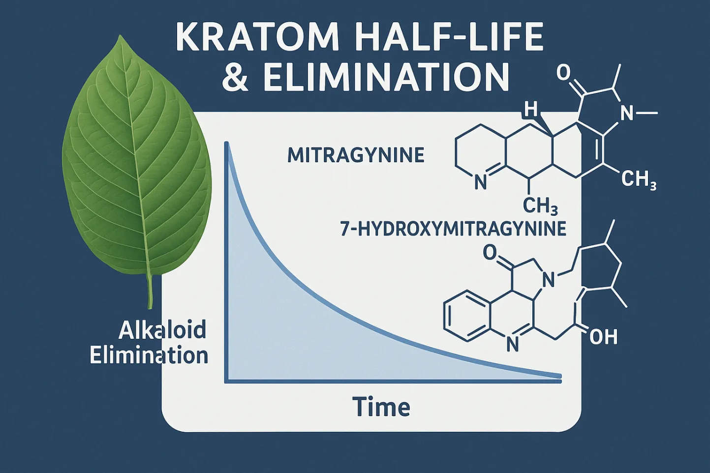 How Long Is Kratom in Your System Effects, Half-Life & Detection