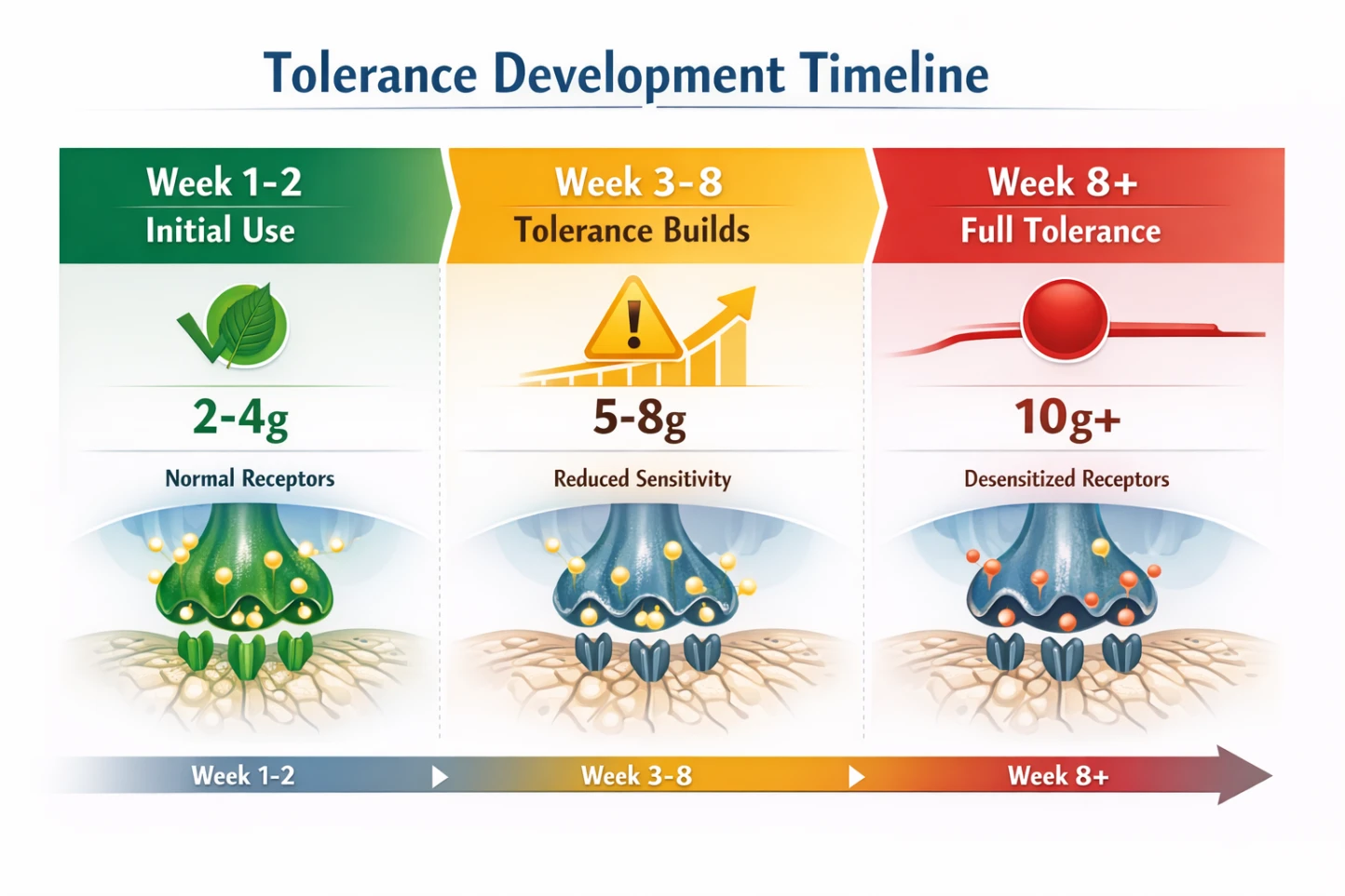 Kratom Tolerance Development timeline